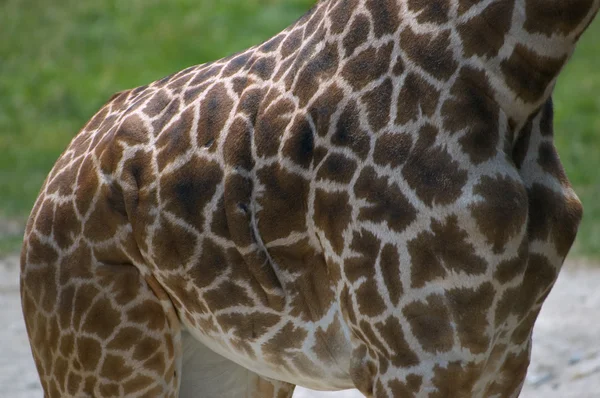 Giraff kropp — Stockfoto