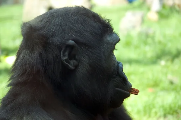 Неповнолітніх горили — стокове фото