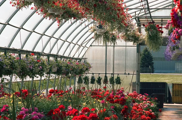 Greenhouse full of flowers — Stock Photo, Image
