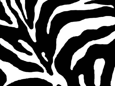 zebra çizgileri
