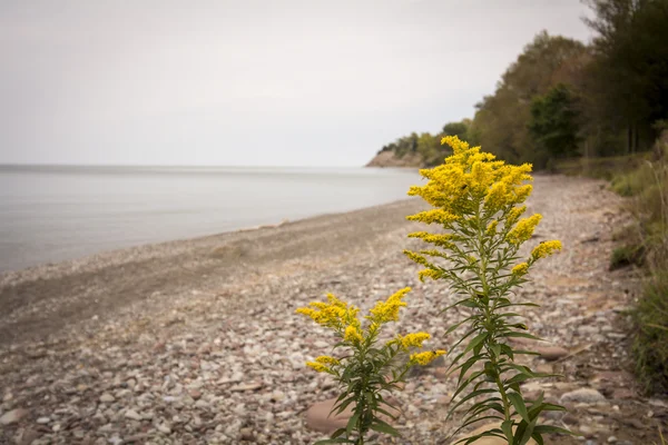 Goldenrod — Stock fotografie