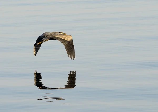 Grote blauwe reiger — Stockfoto