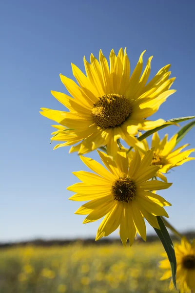 Giant Sunflower — Stock Photo, Image