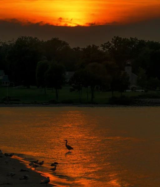 Tramonto sulla spiaggia con airone — Foto Stock