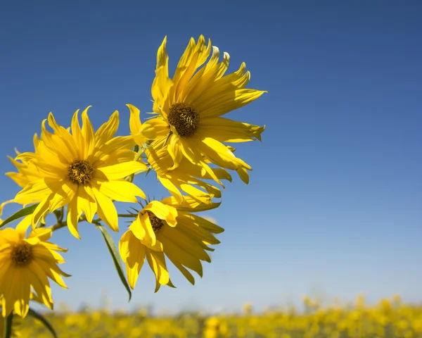 Giant Sunflower — Stock Photo, Image