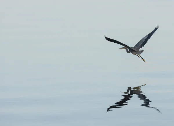 Grote blauwe reiger — Stockfoto