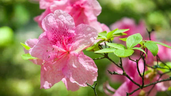Virágok rózsaszín azálea — Stock Fotó