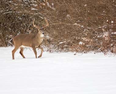 Beyaz kuyruklu geyik buck