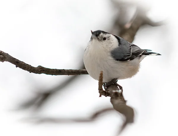 White-breasted boomklever — Stockfoto