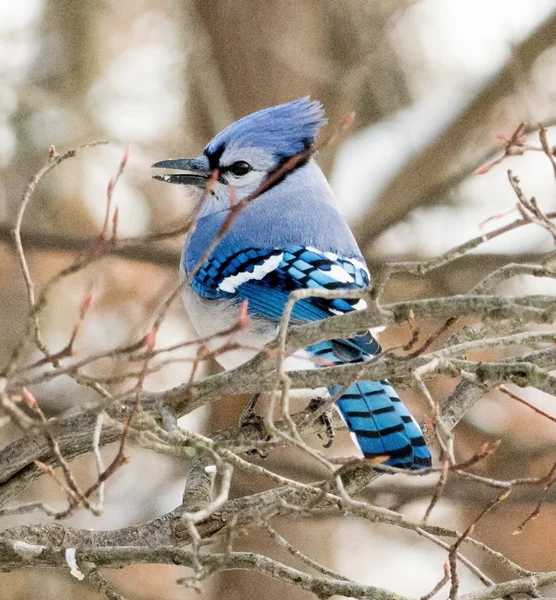 Gaio azul — Fotografia de Stock