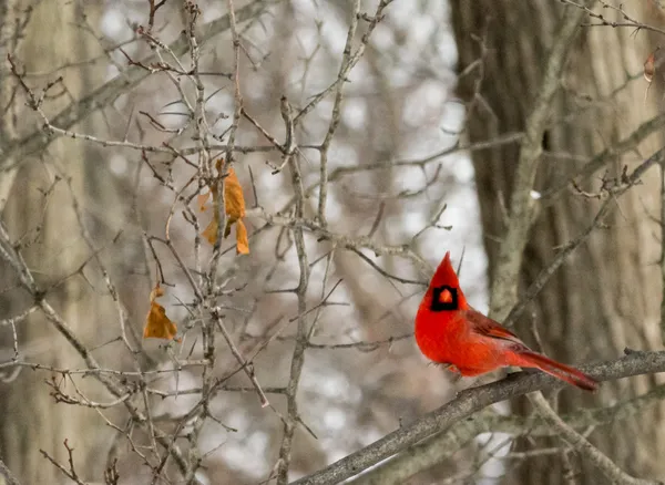 Cardenal — Foto de Stock