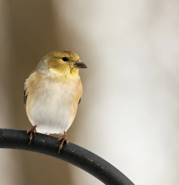 Goldfinch americano — Fotografia de Stock