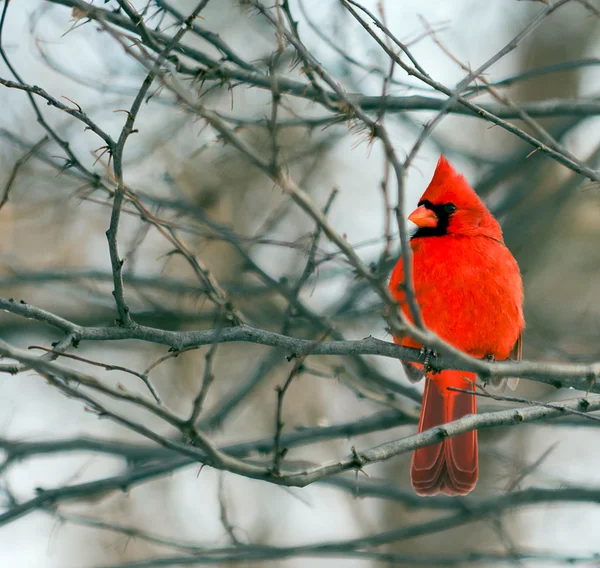 Cardenal —  Fotos de Stock