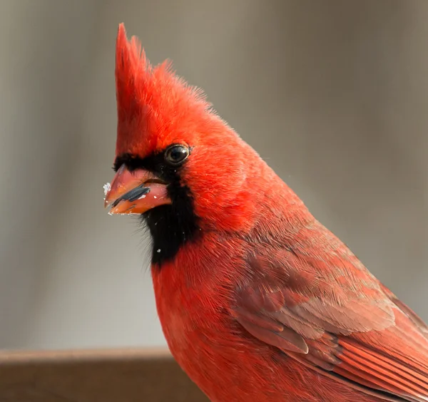 Cardenal — Foto de Stock