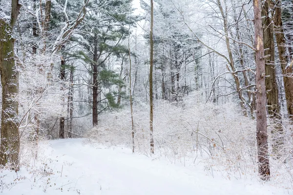 Winter Wonderland — Stock Photo, Image