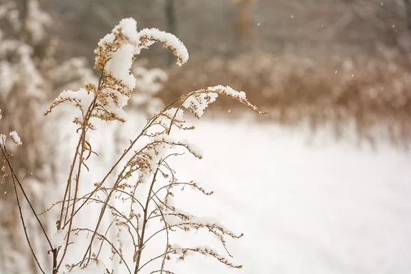 Hierba de invierno — Foto de Stock