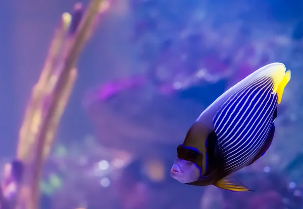 Emperor Angelfish — Stock Photo, Image