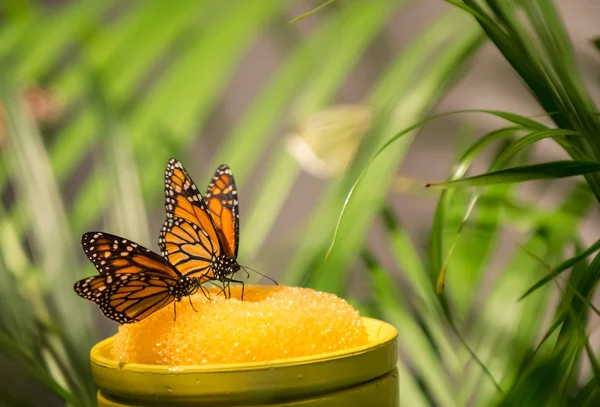 Hükümdar kelebekler — Stok fotoğraf
