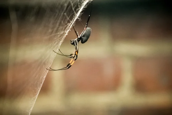 Αράχνη και ιστός — Φωτογραφία Αρχείου