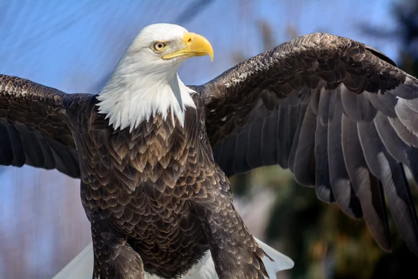 Amerikan kel kartal — Stok fotoğraf