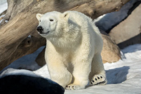 Polar Bear — Stock Photo, Image