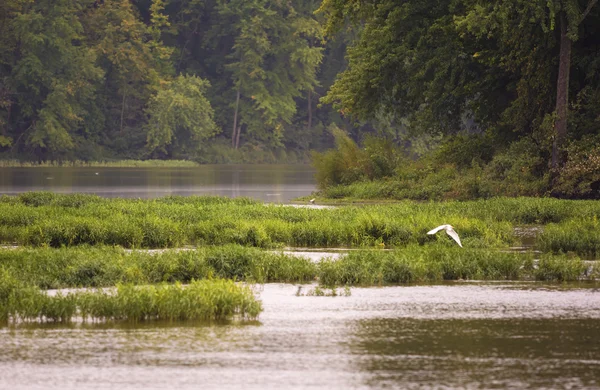 White Egret — Stock Photo, Image