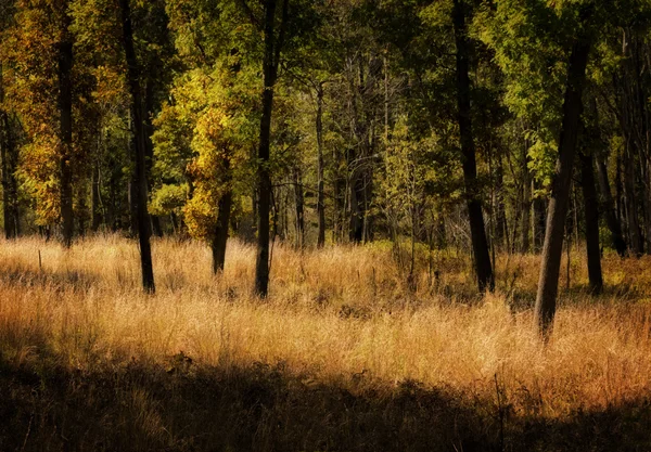 Sonbahar orman arka plan — Stok fotoğraf