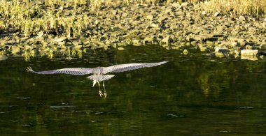 Büyük Mavi Balıkçıl