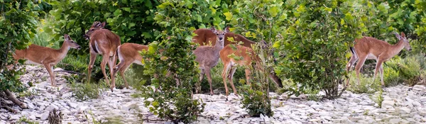 White Tail Deer — Stock Photo, Image