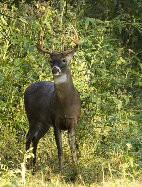 Bílý ocas jelenů buck — Stock fotografie