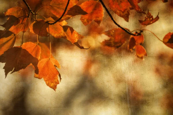 Осенний клен листья фона — стоковое фото