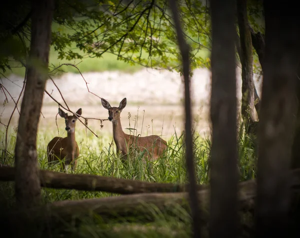 白い尾鹿 — ストック写真