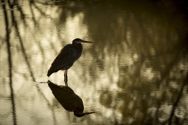 Großer blauer Reiher — Stockfoto