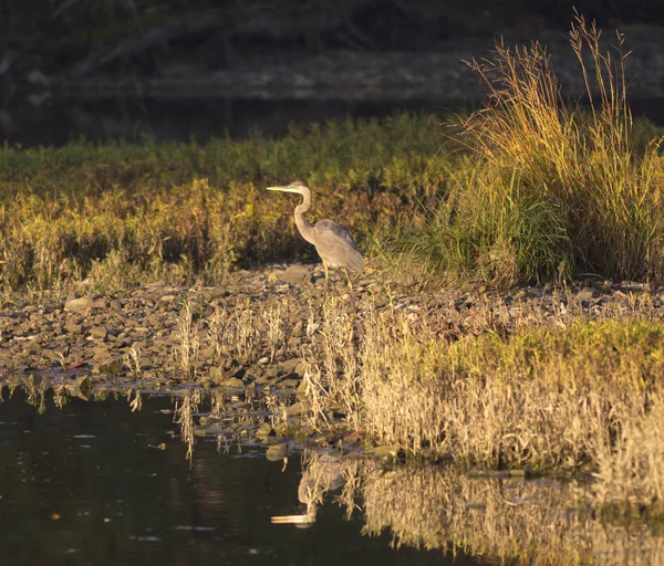 Gran Garza Azul — Foto de Stock