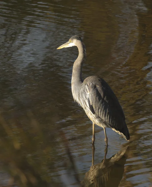 Gran Garza Azul —  Fotos de Stock