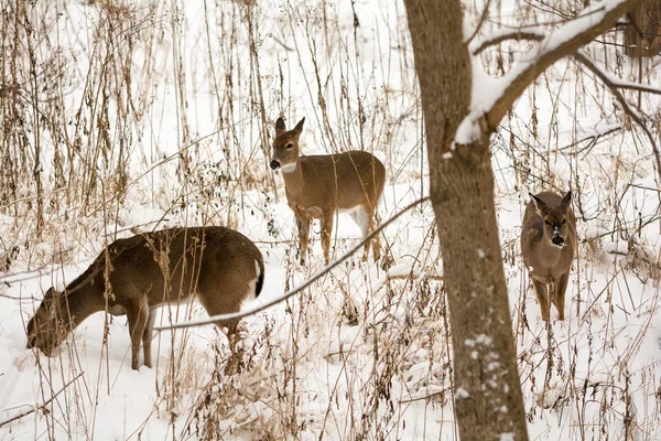 White Tailed Deer — Stock Photo, Image