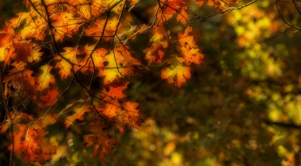 Podzimní listy dubu pozadí — Stock fotografie