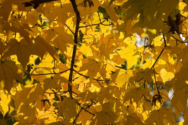 Outono amarelo bordo folhas fundo — Fotografia de Stock