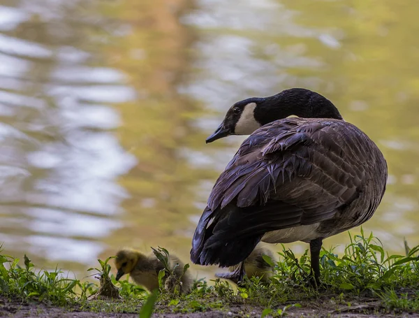 Canadian Geese — Stock Photo, Image