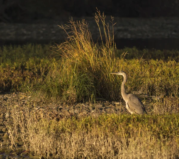 Gran Garza Azul — Foto de Stock