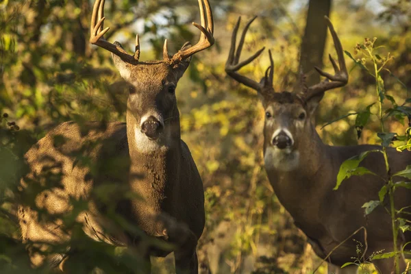 Bucks de cerf à queue blanche — Photo