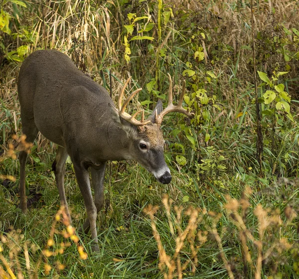 White Tail Deer Buck — Stock Photo, Image