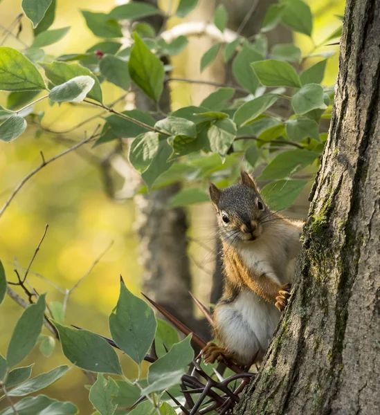 Red Squirrel — Stock Photo, Image