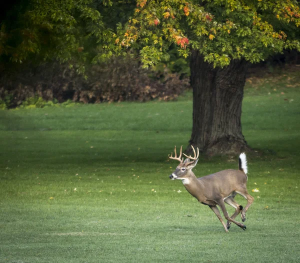 Vit svans rådjur buck — Stockfoto