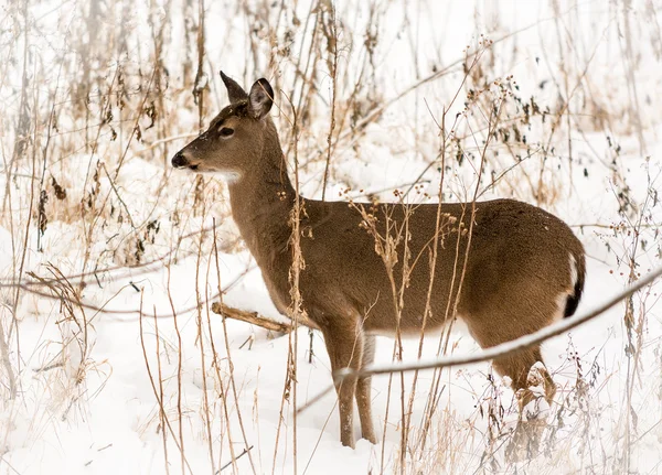 White Tailed Deer — Stock Photo, Image