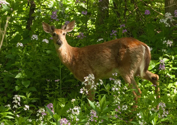 Witte staart herten buck — Stockfoto