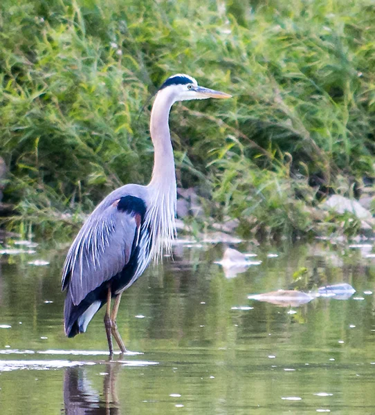 Gran Garza Azul —  Fotos de Stock