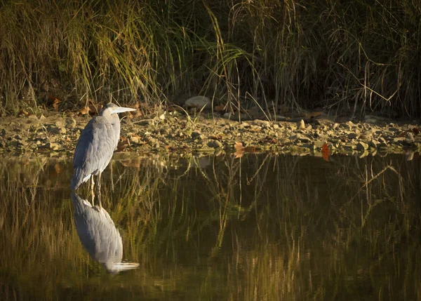 Gran Garza Azul —  Fotos de Stock