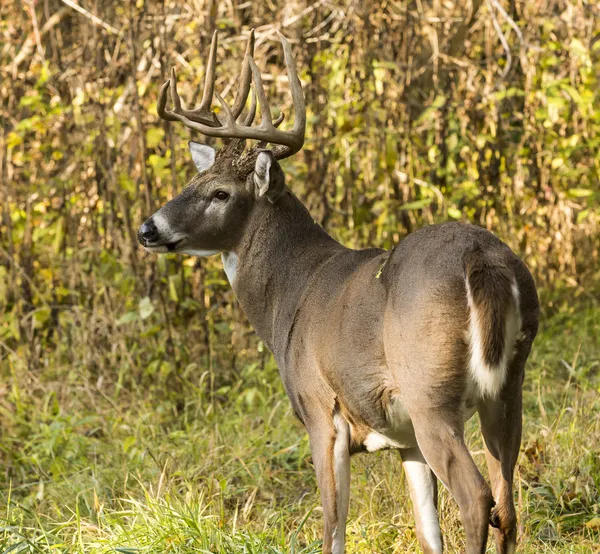 Bílý ocas jelenů buck — Stock fotografie