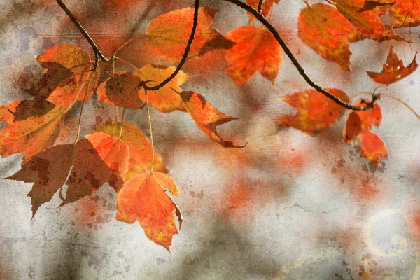 Осенний клен листья фона — стоковое фото